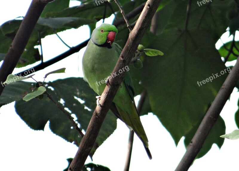 Rose-ringed Parakeet Psittacula Krameri Ring-necked Parakeet Parrot Bird