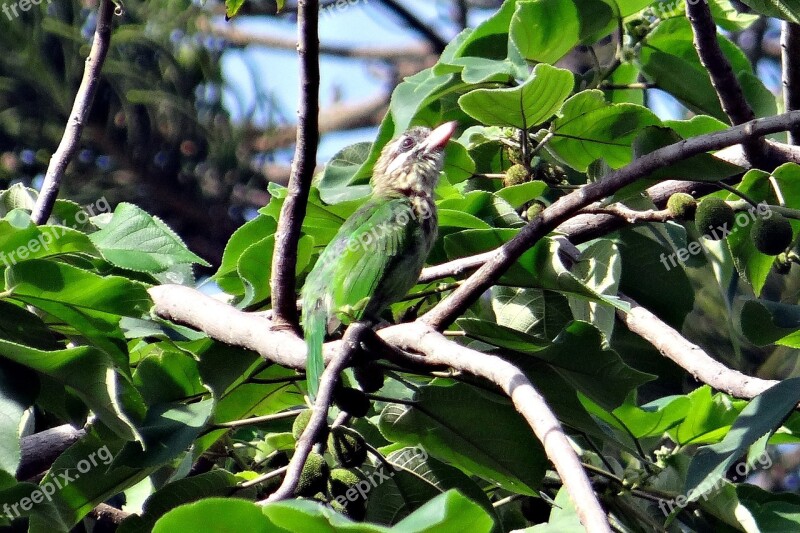 Lineated Barbet Megalaima Lineata Hodgsoni Green Barbet Grey-headed Barbet Bird