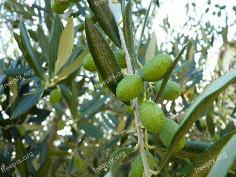 Olive Close Up Green Olive Grove Free Photos