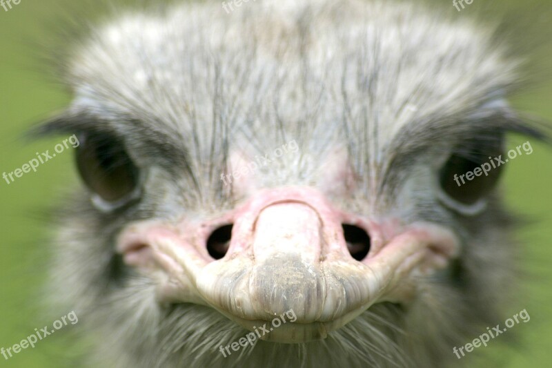 Ostrich Animal Farm Bird Nature