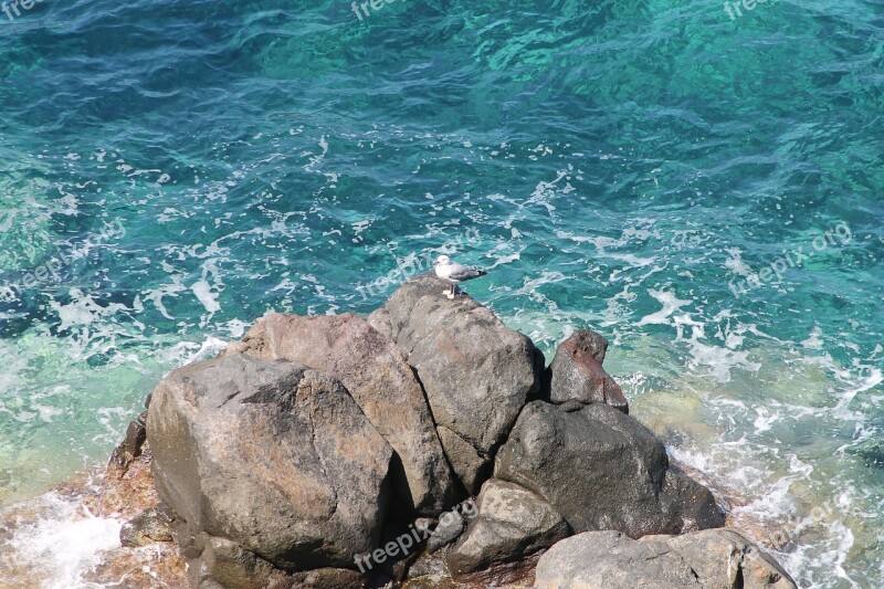 Tuscany Sea Island Capraia Seagull