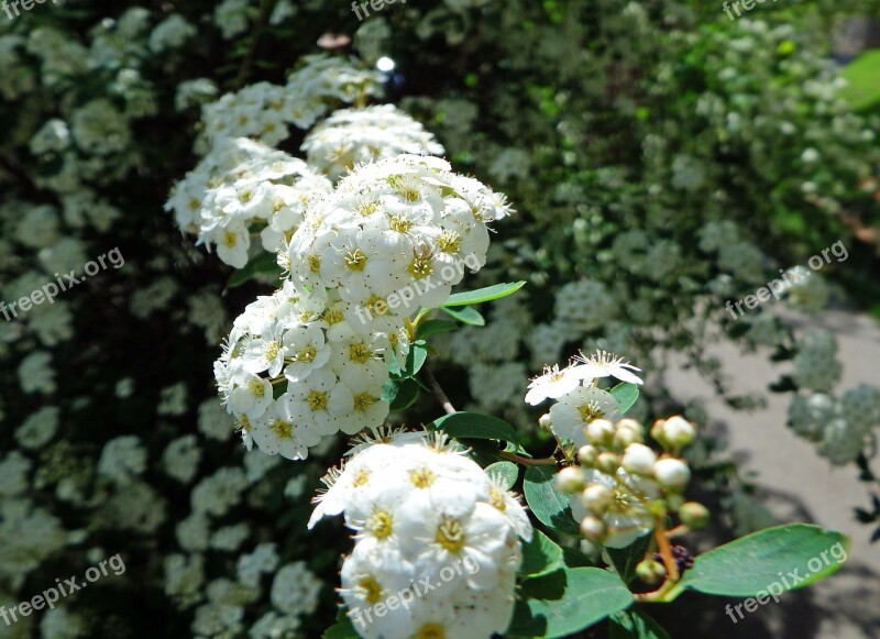 Blossom Bloom Bush White Shrub