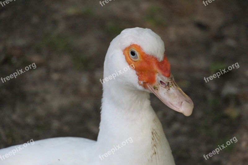 Duck White Duck Bird Poultry Duck Bird