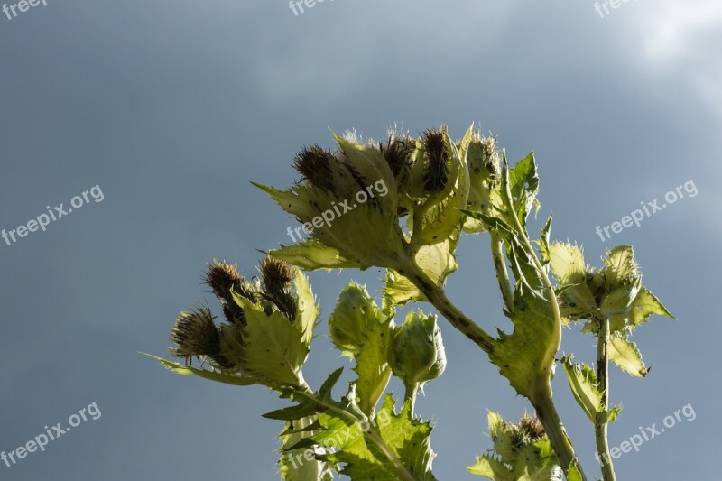 Thistle Sting Sky Leaves Clouds