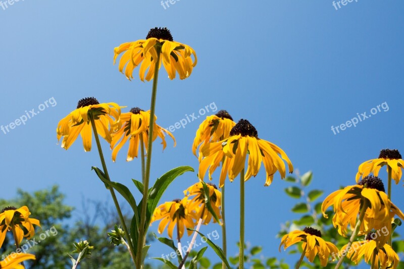 Coneflower Flowers Sky Flower Nature