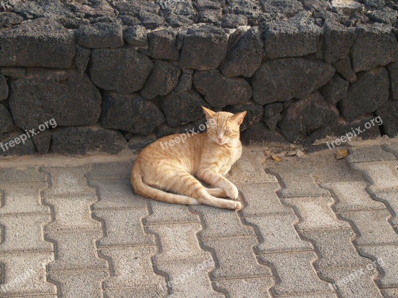 Animals Cat Lanzarote Free Photos