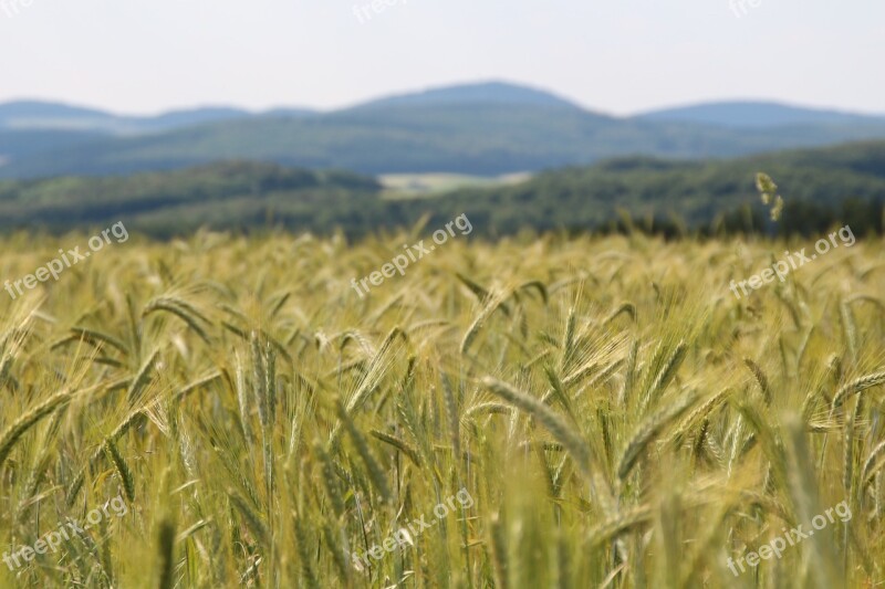 Wheat Wheat Field Wheat Spike Spike Cereals