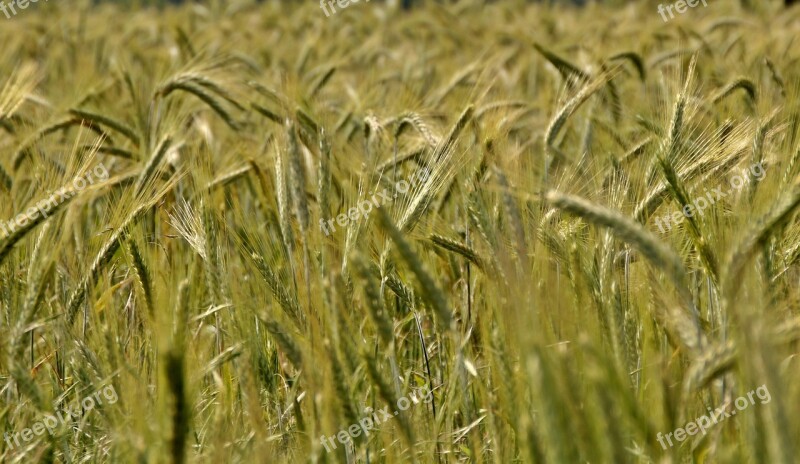 Wheat Wheat Field Wheat Spike Spike Cereals