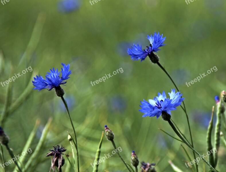 Cornflowers Blossom Bloom Blue Nature