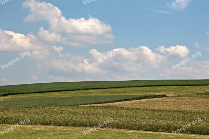 Field Cereals Agriculture Cornfield Meadow