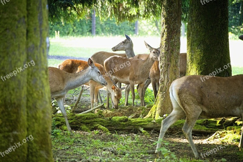 Morning Sun Hinds Forest Deer Park Flock