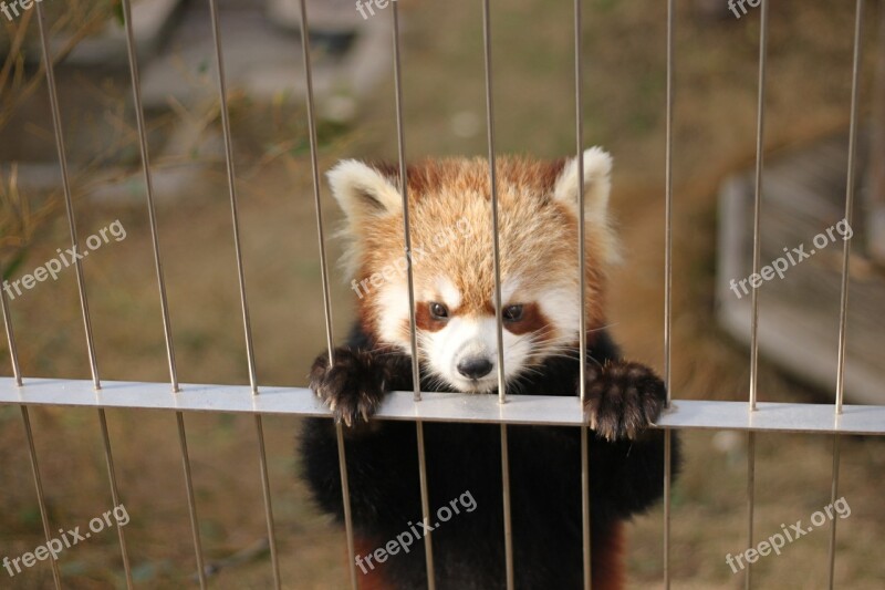 Red Panda Zoo Cute Animals Free Photos