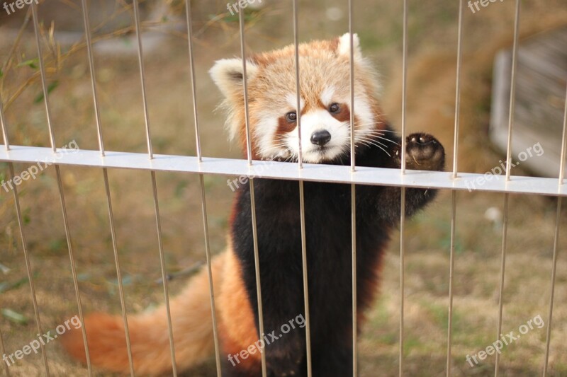 Red Panda Zoo Cute Animals Free Photos