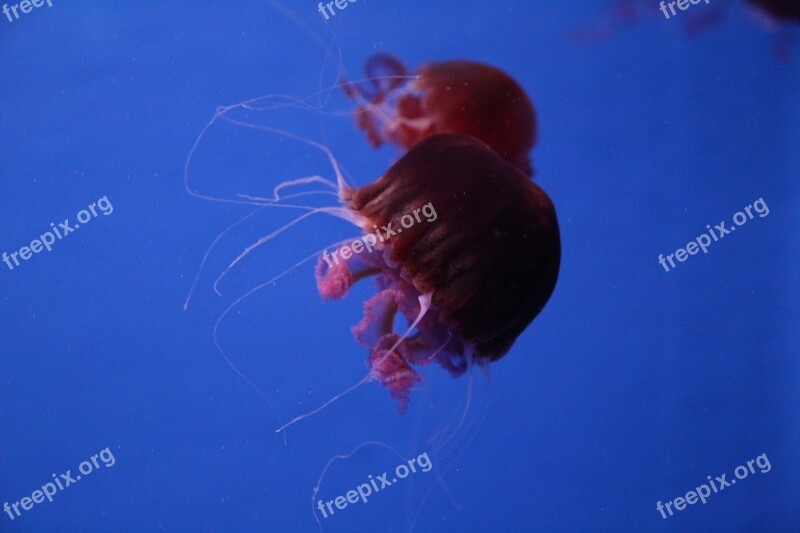 Aquarium Jellyfish Sea Free Photos