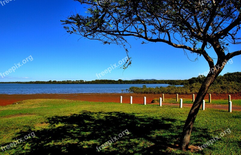 Tree Grass Seaside Coastline Sea