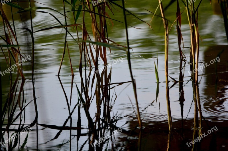 Reed Waterfront Aquatic Plant Bog Plants Nature