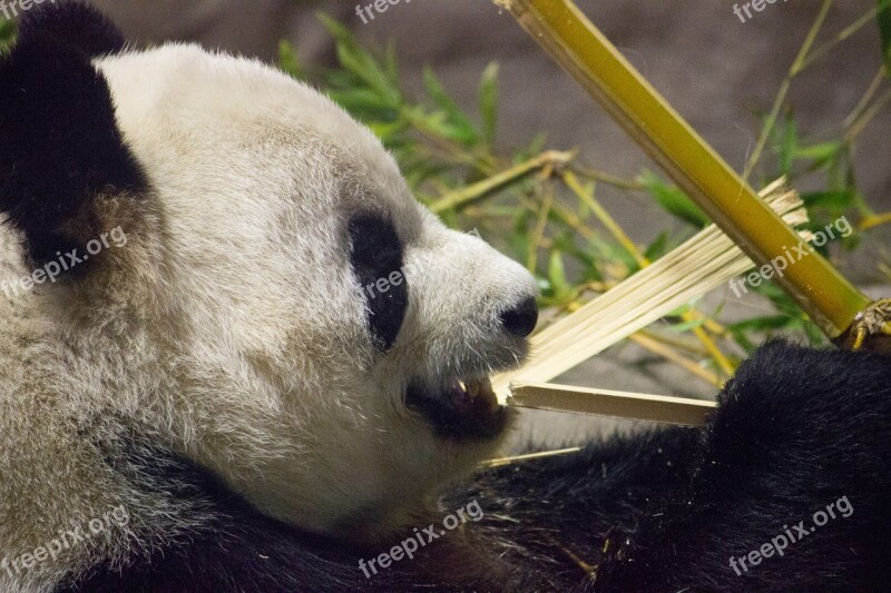 Panda Bear Zoo Animal Cute