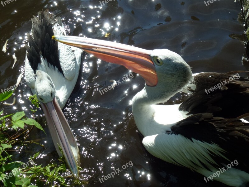 Bill Pelicans Water Bird Birds Free Photos