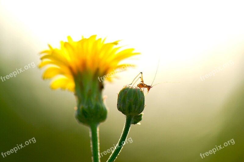 Summer Flowers Insects Cub I Am Happy To