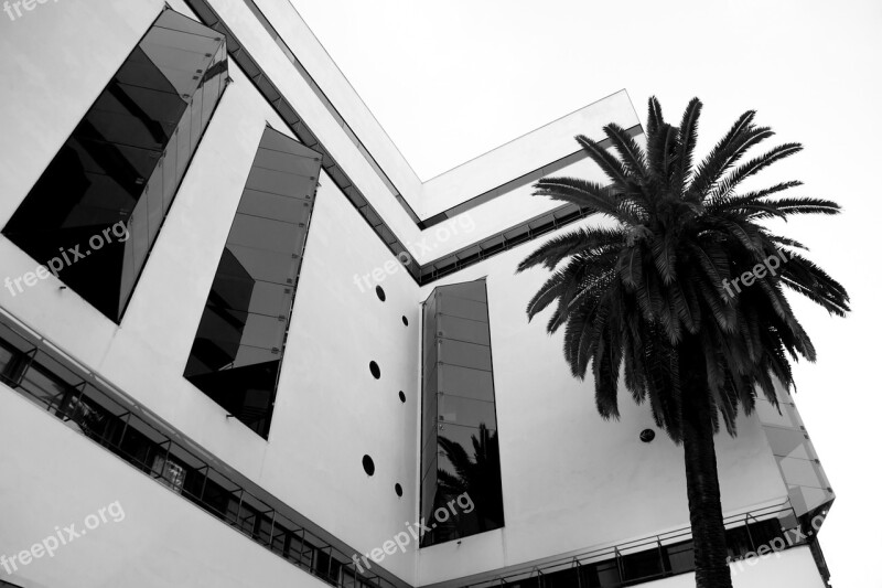 Hotel Building Palm Palm Trees Architecture