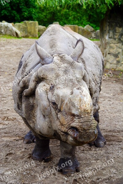 Rhino Fauna Nature Animal Free Photos