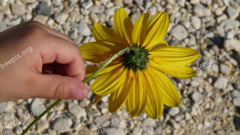 Yellow Flower Kid Hand Free Photos