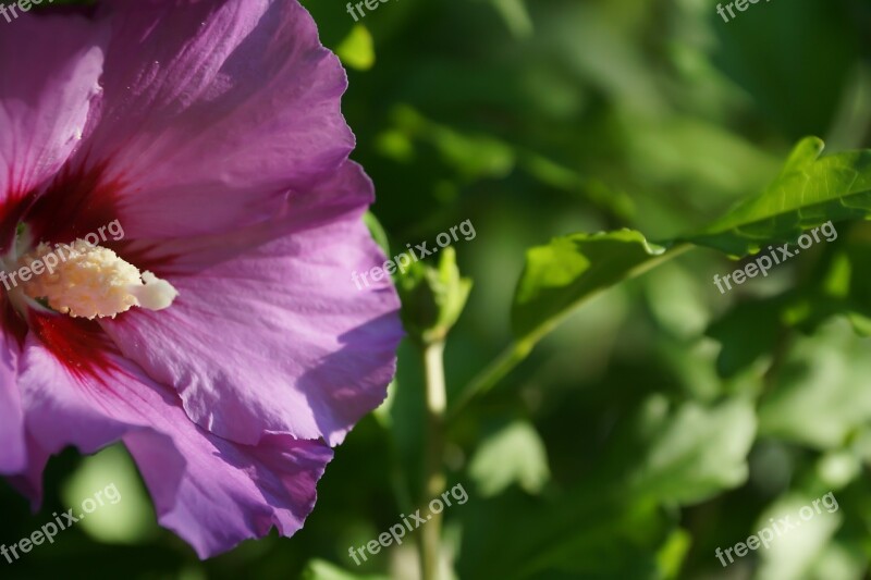 Flower Flowers Plant Leaves Nature