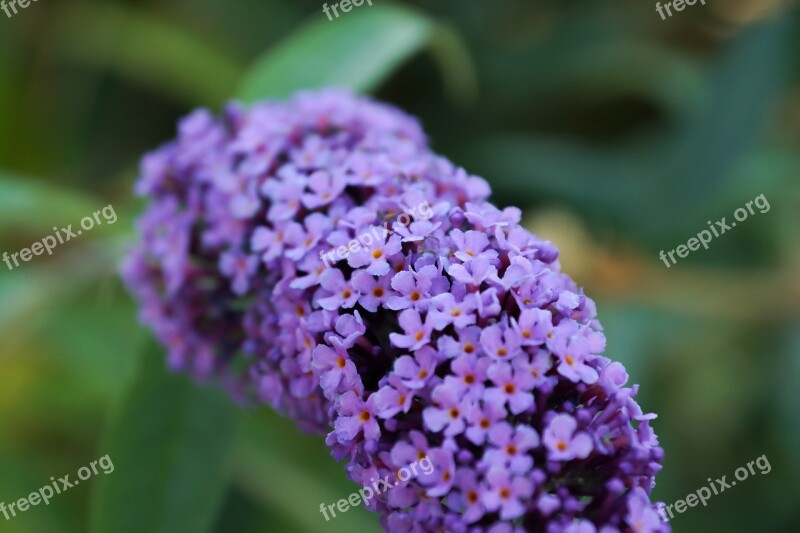 Flower Flowers Plant Leaves Nature