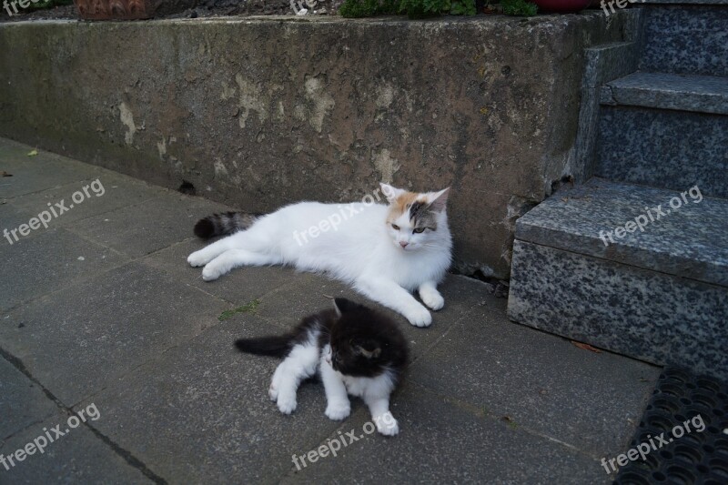 Cat Young Smooch Mother Kitten