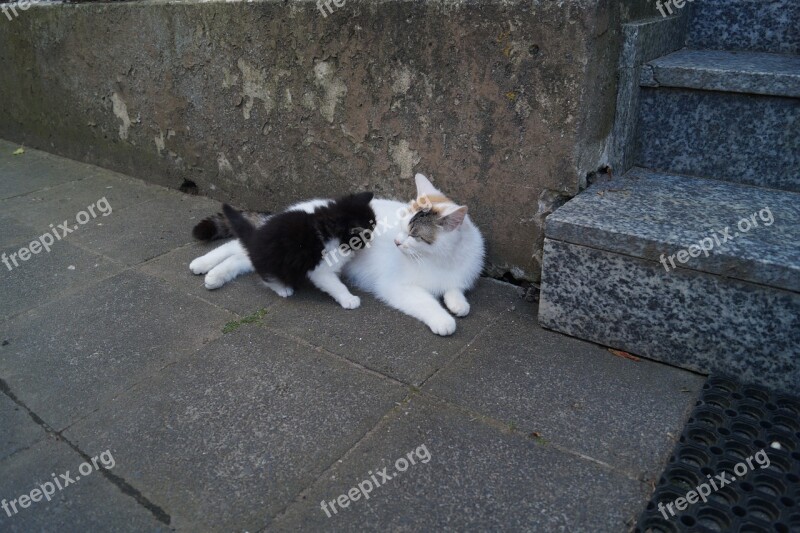 Cat Young Smooch Mother Kitten