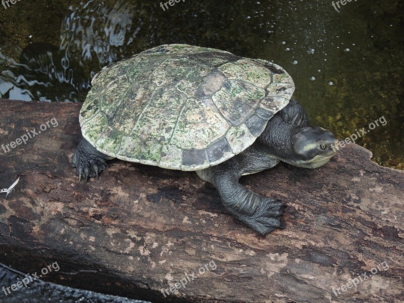 Turtle Animals Australia Free Photos