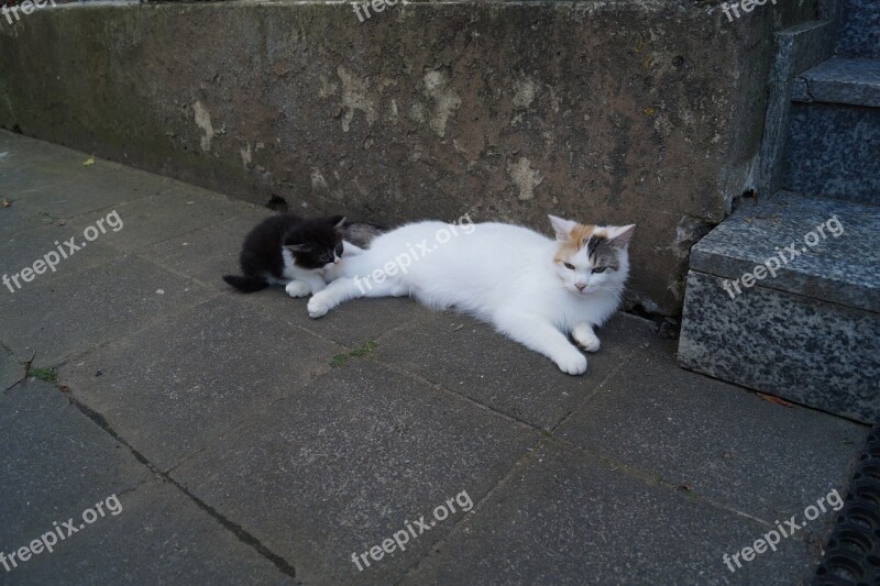 Cat Young Smooch Mother Kitten