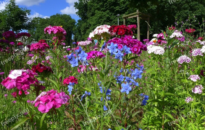 Flower Meadow Summer Summer Flowers Blue Violet