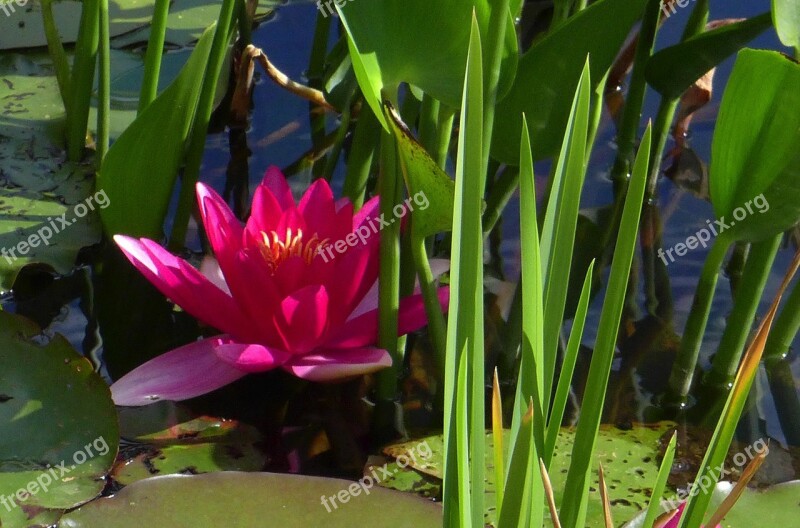 Nuphar Lutea Water Lily Red Pond Aquatic Plant