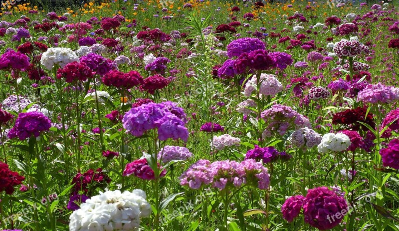 Flower Meadow Violet Bloom Flowers Summer