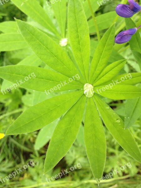 Leaf Drop Green Moist Summer Plant