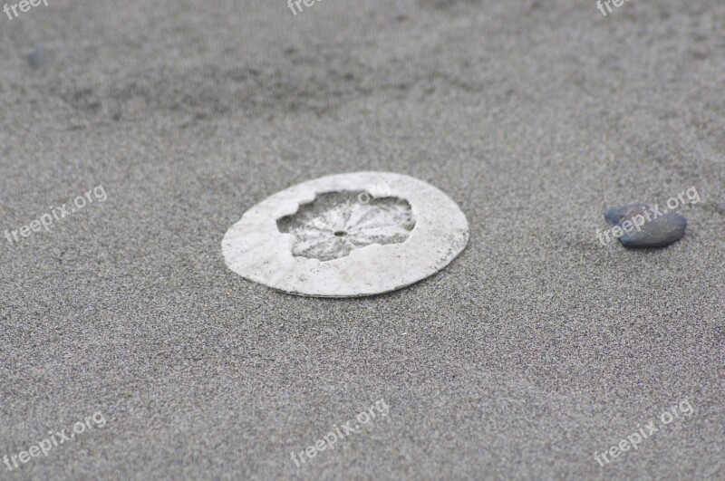 Sanddollar Clypeasteroida Beach Sand Sandy