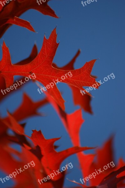 Leaf Oak Red Blue Sky