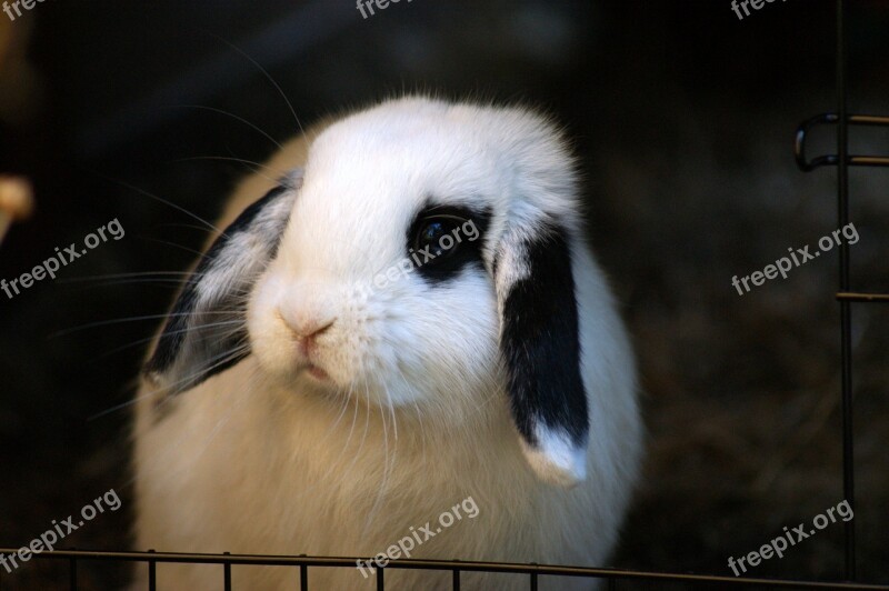 Rabbit Bunny Cute Animal Nature