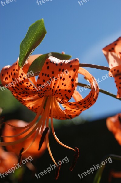 Lily Tiger Lily Daylily Orange Daylily Tiger Daylily