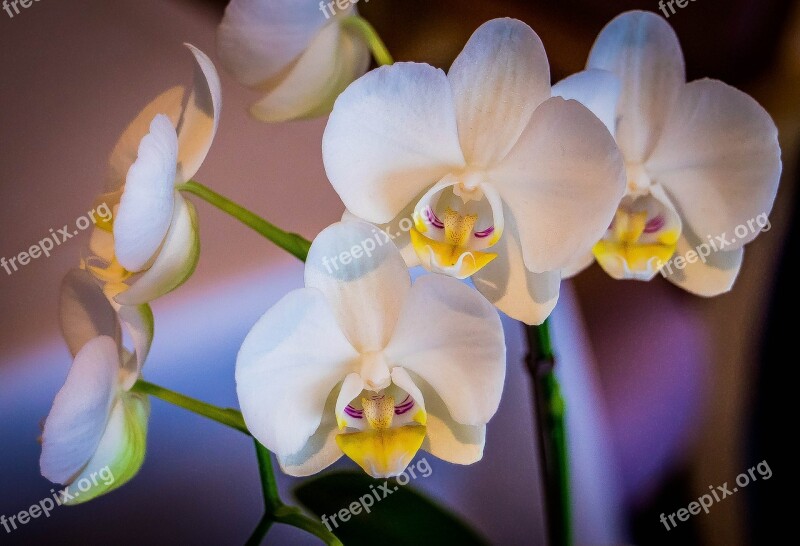 Orchid White Flower Tropical Botanical