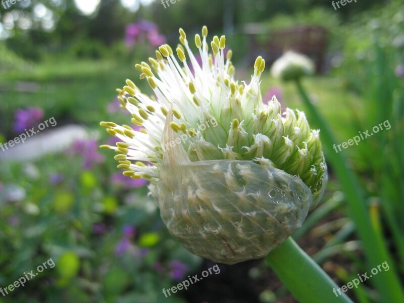 Allium Fistulosum Summer Vegetable Garden Colors