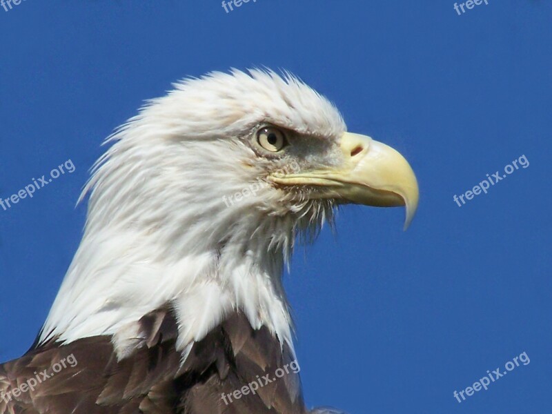 Eagle Bird Animal Bird Of Prey Bald Eagle