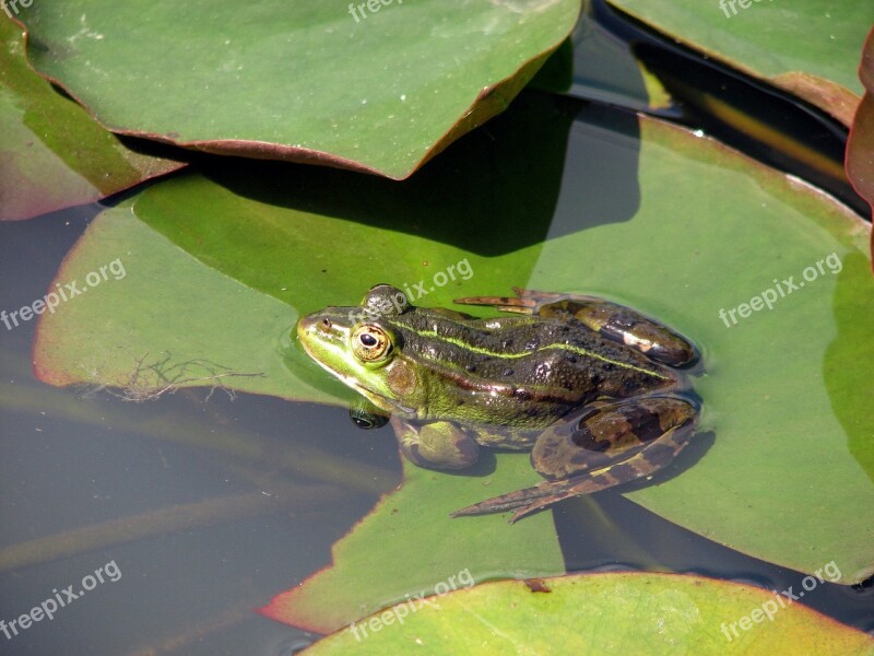 Frog Water Animal Free Photos