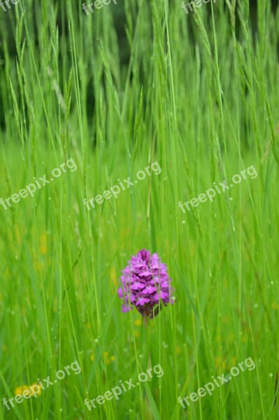 Flower Grass Herbs Violet Green