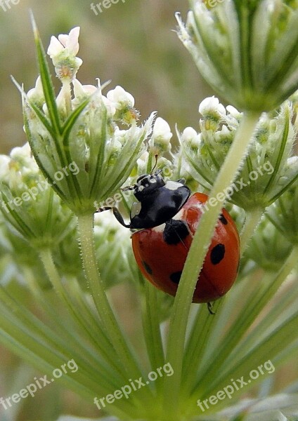 Ladybug Ladybird Sedmitečné Macro Free Photos