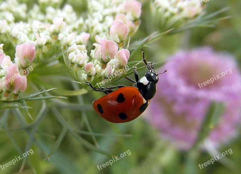 Ladybug Ladybird Sedmitečné Macro Free Photos