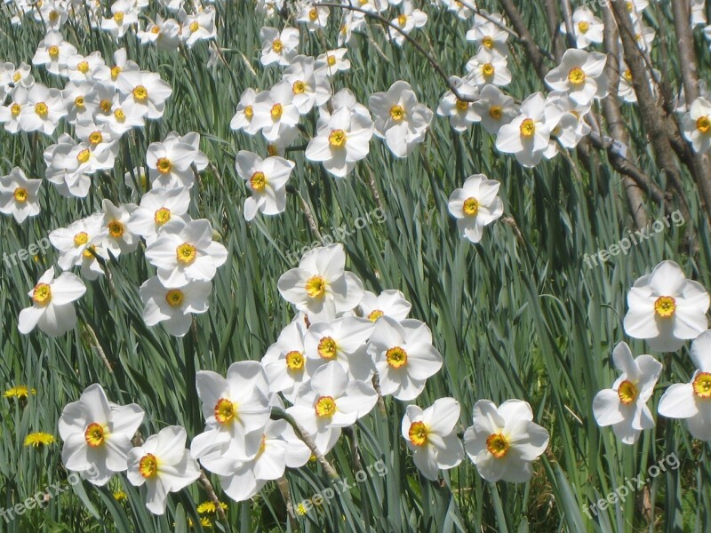 Daffodil Field Daffodils Flowers White Free Photos