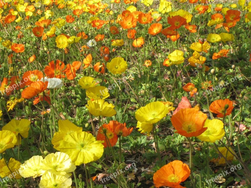 Poppy Flower Meadow Blütenmeer Free Photos