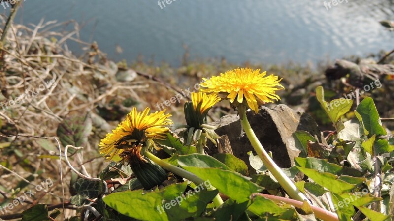 Dandelion Nature Close-up Flower Yellow